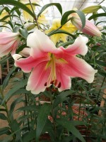 [5207 Sannomiya 18 ST No01.JPG]